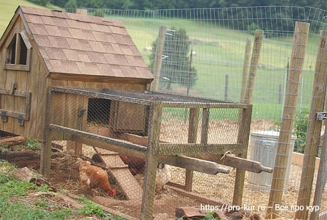 Как построить курятник своими руками: для зимы и лета