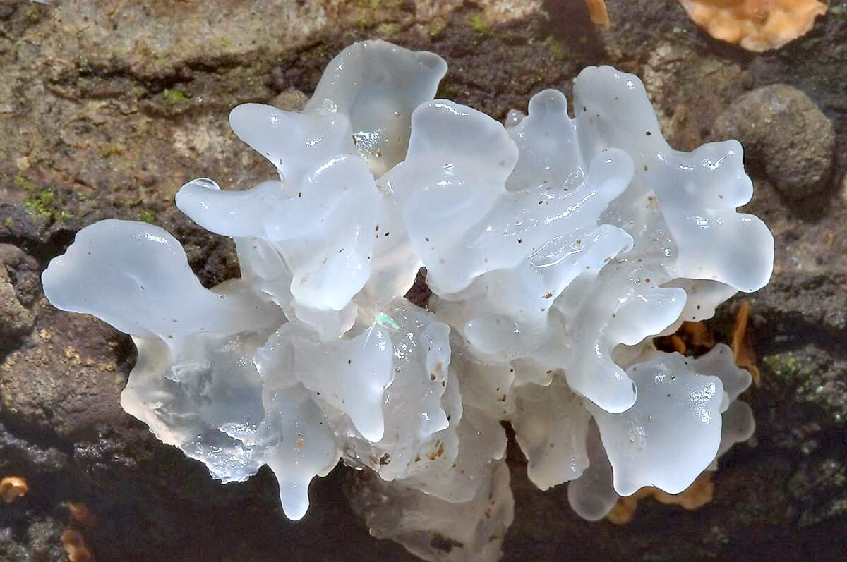 Морской гриб инадзума где найти. Tremella fuciformis. Гриб тремелла фукусовидная. Морской гриб тремелла. Грибы ледяной гриб тремелла.