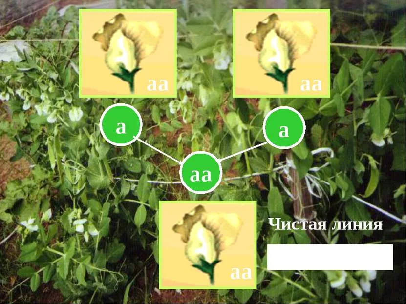 Чистая линия гомозиготный организм