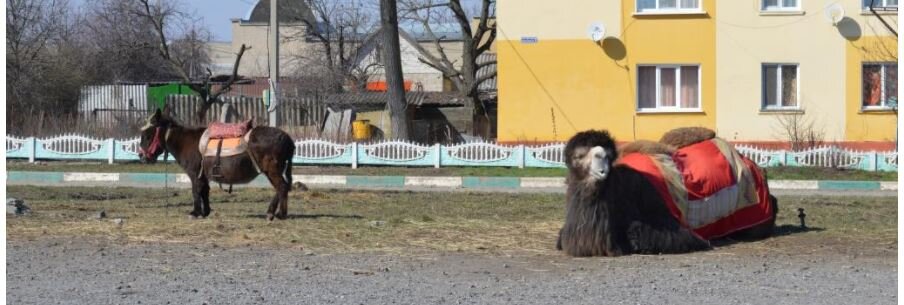 белгород - бродили по улицам брошенные  цирком "Шелковый путь" верблюд и ослик. Шелковый путь из Ставрополья. Очень плохая репутация у этих людей. 