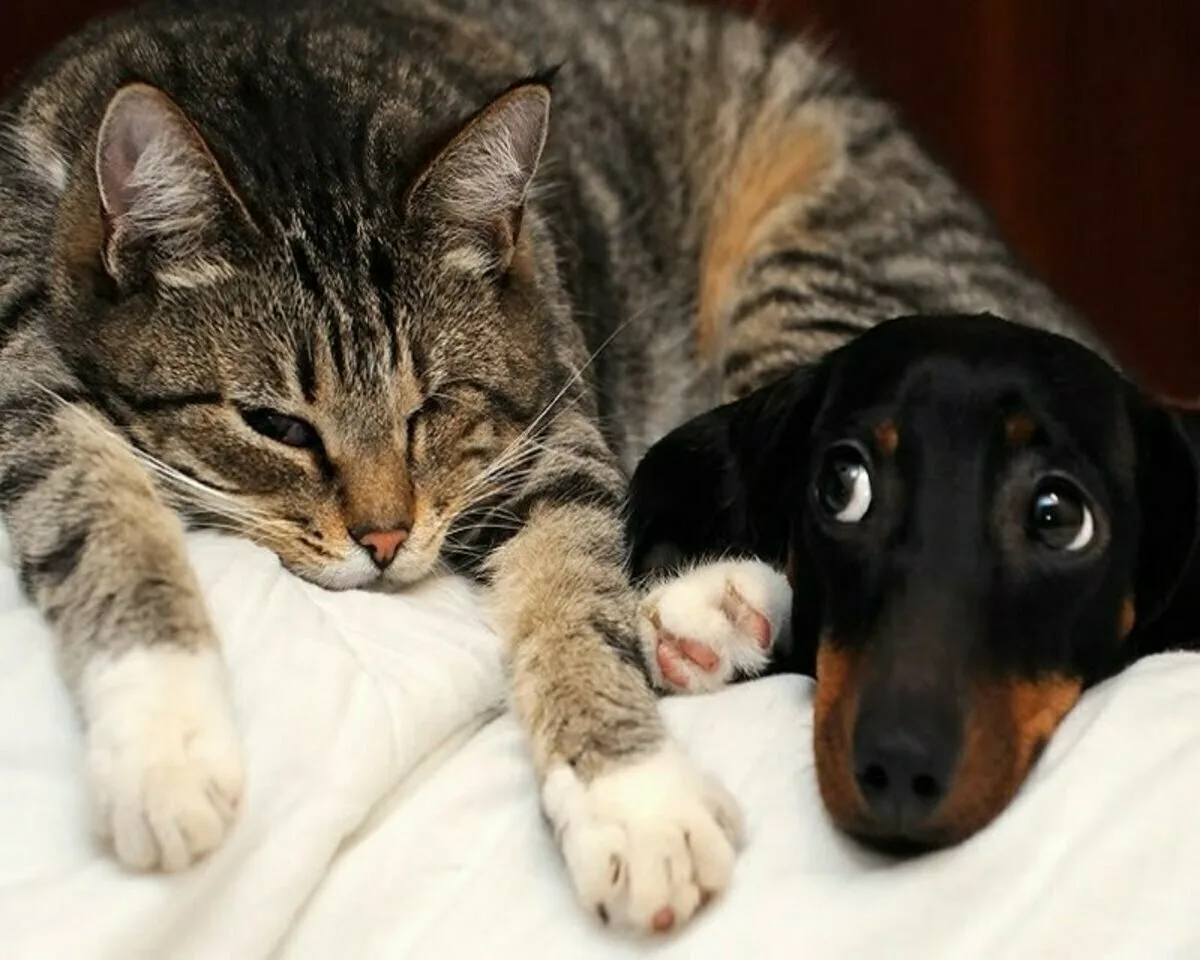 Кот любит собаку. Забавные кошки и собаки. Животные с юмором. Кот и собака дружат. Кошки и собаки приколы.
