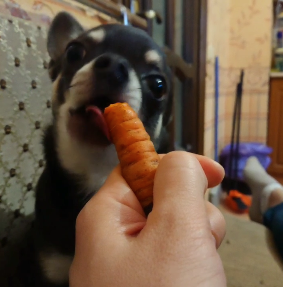 Морковку жуёт...