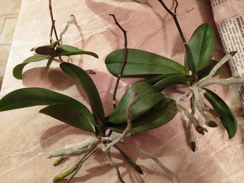 Когда на орхидеях вырастают новые розетки-детки, их нужно отсадить в отдельные горшочки. Эту работу приходится делать дважды в год: весной и осенью.-2