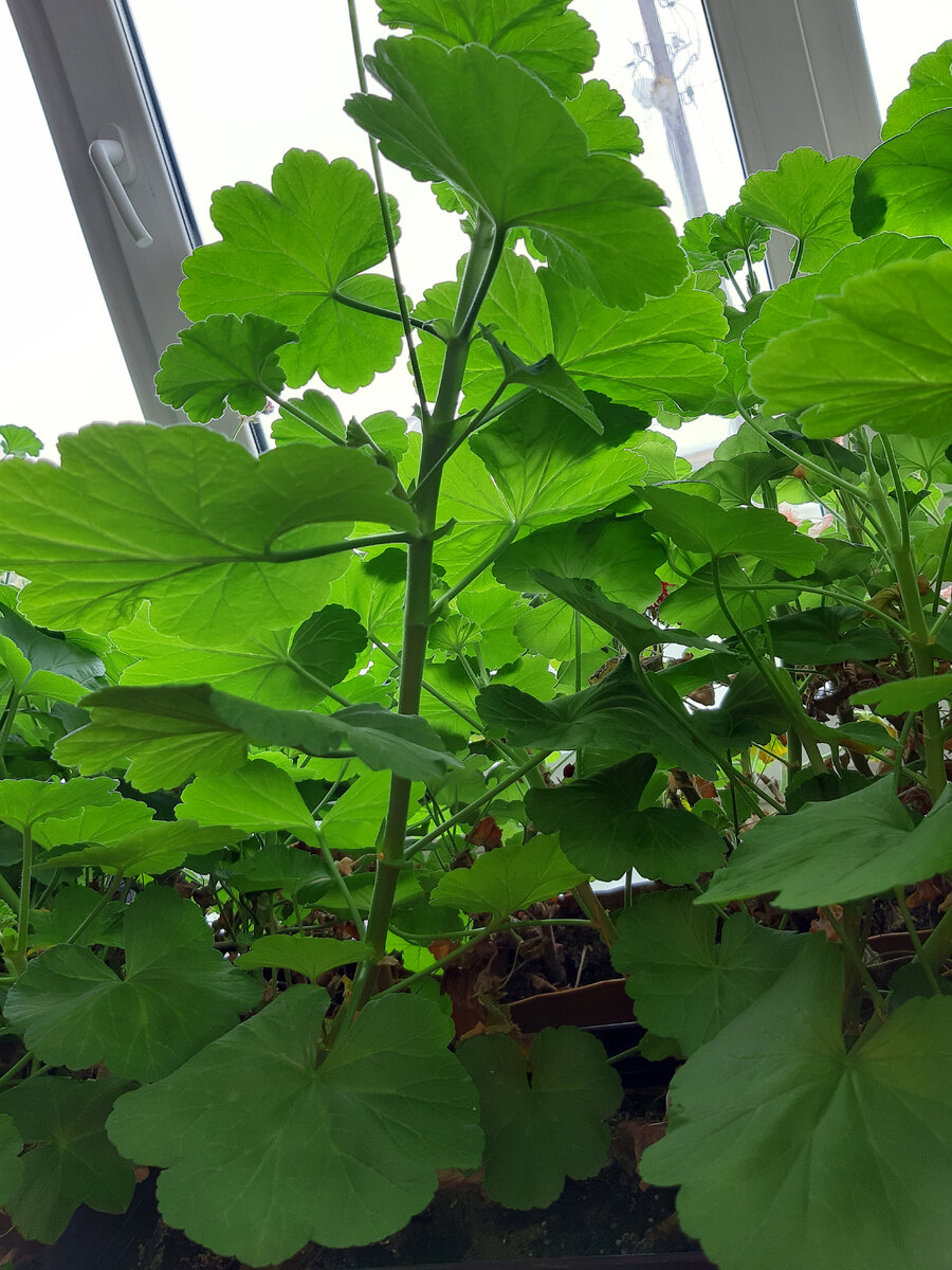 Черенок для штамба. Фото автора