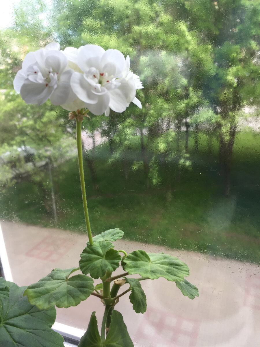 Да, два цветоноса сверху, второй прячется под листиком