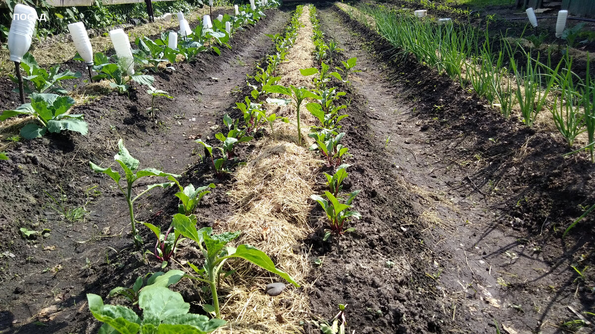 Молодая свёкла не выносит заморозков.