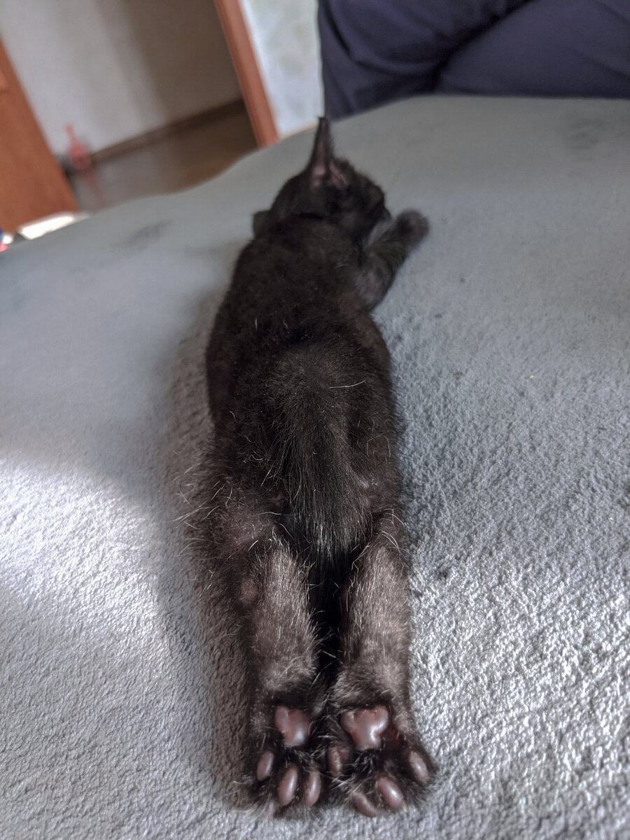 Котенок табака