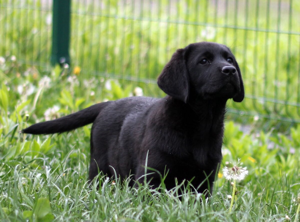 Arh Beauty Danae 2.5 мес.