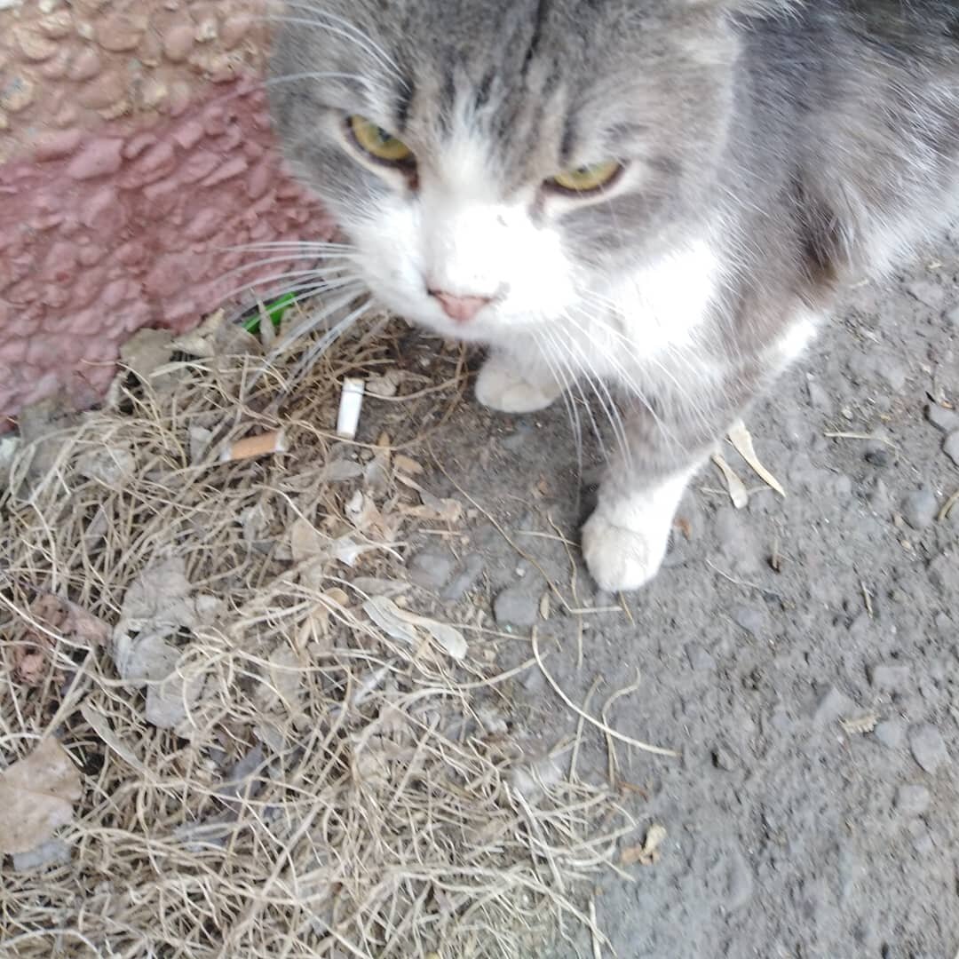 Фото автора, Тишка - Малыш у подвала. 