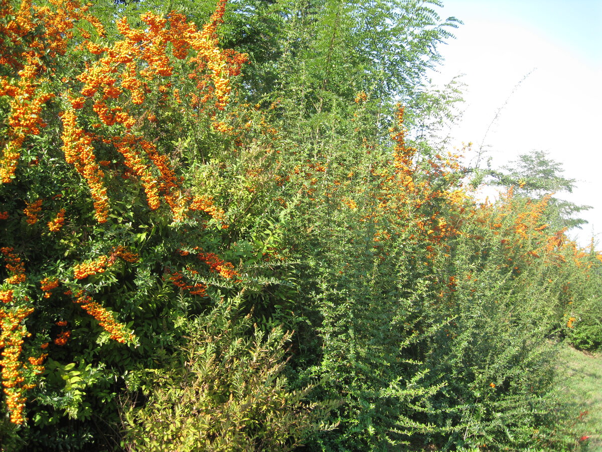 Пираканта ярко-красная (Pyracantha coccinea), растущая в окрестностях монастыря. 2016 год. Фото автора