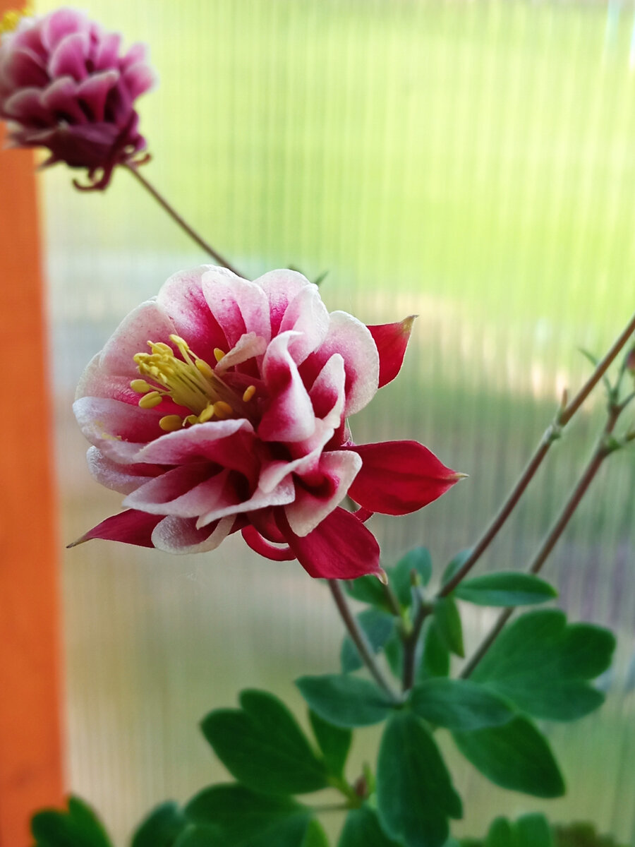 Вот что выросло из "горянки"