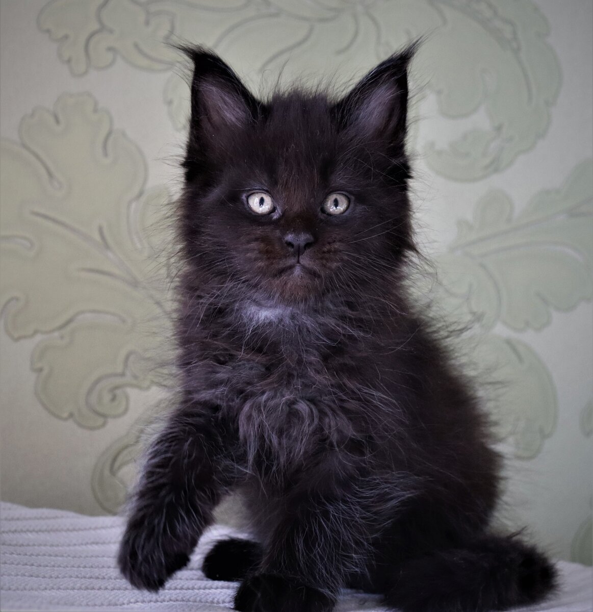 Фото из личного архива. Котенок мейн-кун черного солидного окраса.