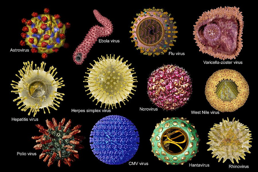 В самых различных типах. Вирус коронавируса под микроскопом. Вирус коронавирус микроскоп. Вирус гриппа под микроскопом и коронавирус. Вирус герпеса под микроско.