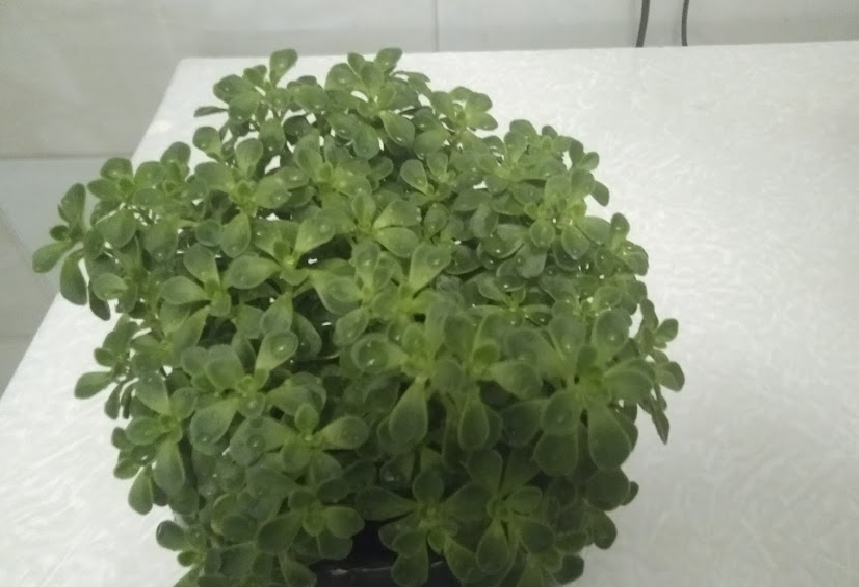 Так аихризон выглядит сейчас