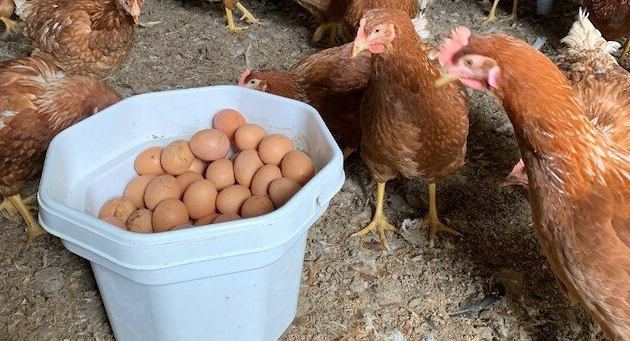 Куры независимо от направленности породы нуждаются в теплом птичнике, в котором нет сквозняков.