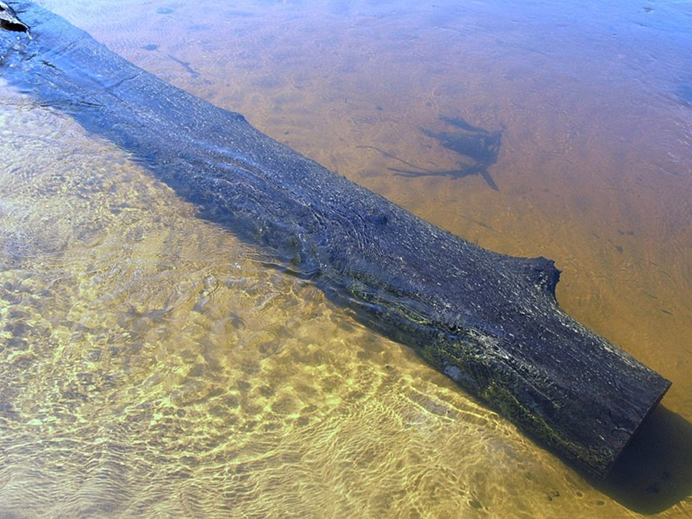 Дерево на дне реки. Мордовский мореный дуб. Мореный дуб в Мордовии. Черный мореный дуб Мордовия. Мореный дуб Ветлуга.