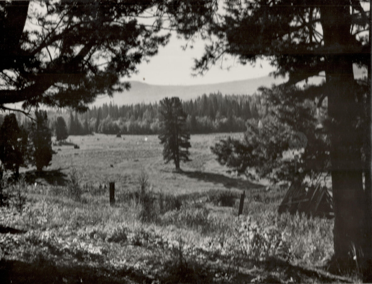 Баронское - бывший постоялый двор. Заповедный кедровник. Фото: А. Потапов