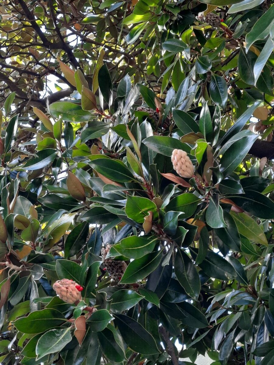 Прекрасная магнолия с уже созревшими семенами. В Америке магнолию зовут огуречным деревом за схожесть плодов с огурцами.