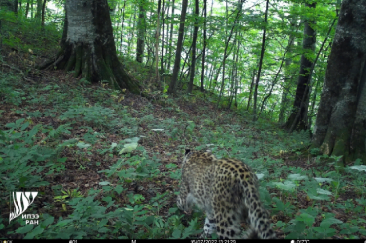    Переднеазиатские леопарды, выпущенные в Осетии, меняют летний мех на зимний