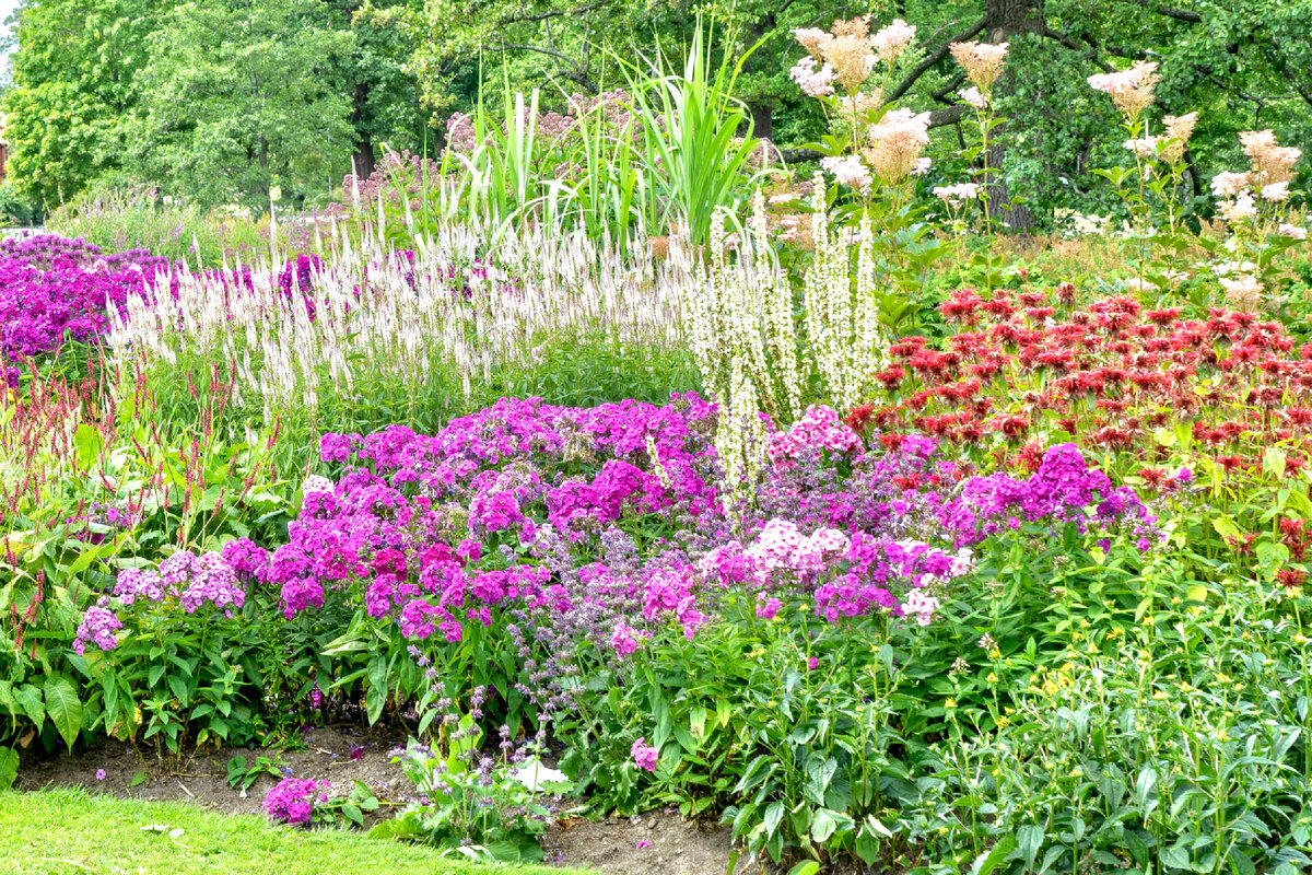  Цветник из многолетников (stock.adobe.com)