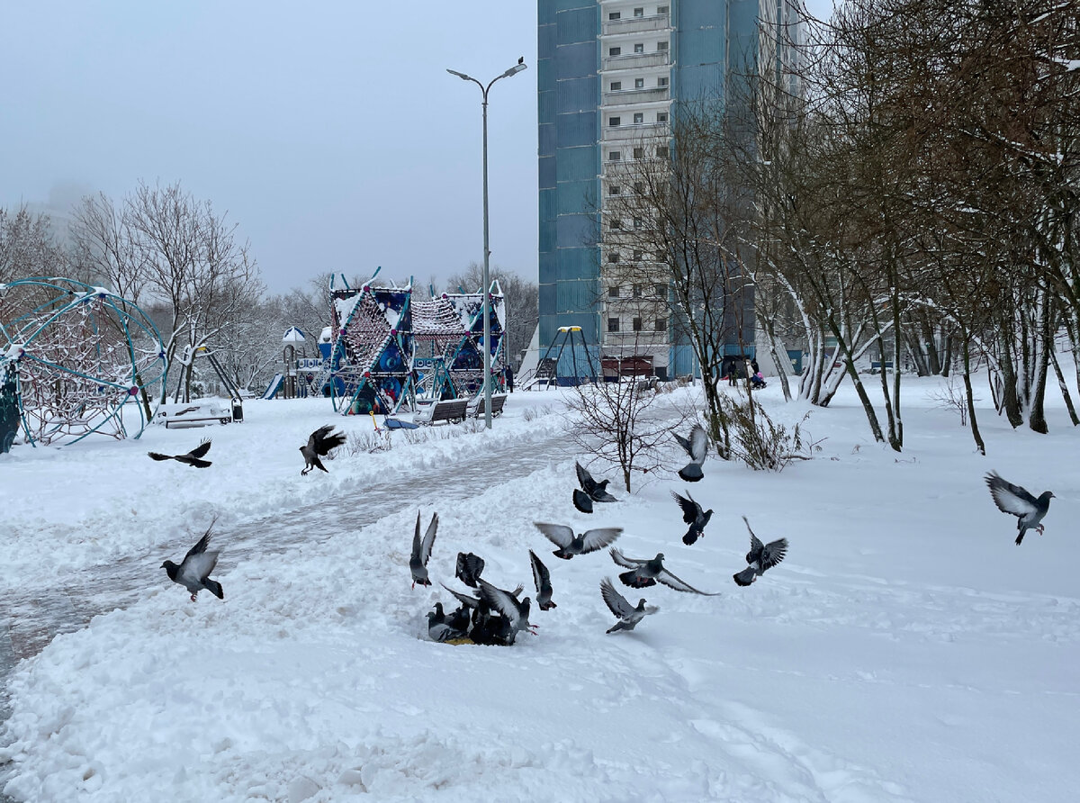Здесь мы птичек каждое утро пшеном кормим