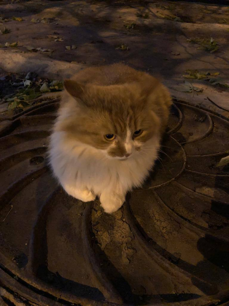 Замерзая, малыш вылезал греться на люк, а согреваясь, вновь уползал под машину.
