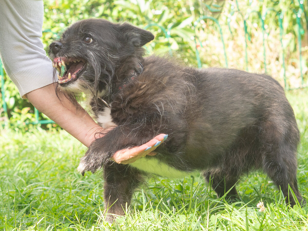 Костик любит делать "крыски". Они у него беззлобные, абсолютно.  Но именно из-за них, он так и не нашёл свой дом
