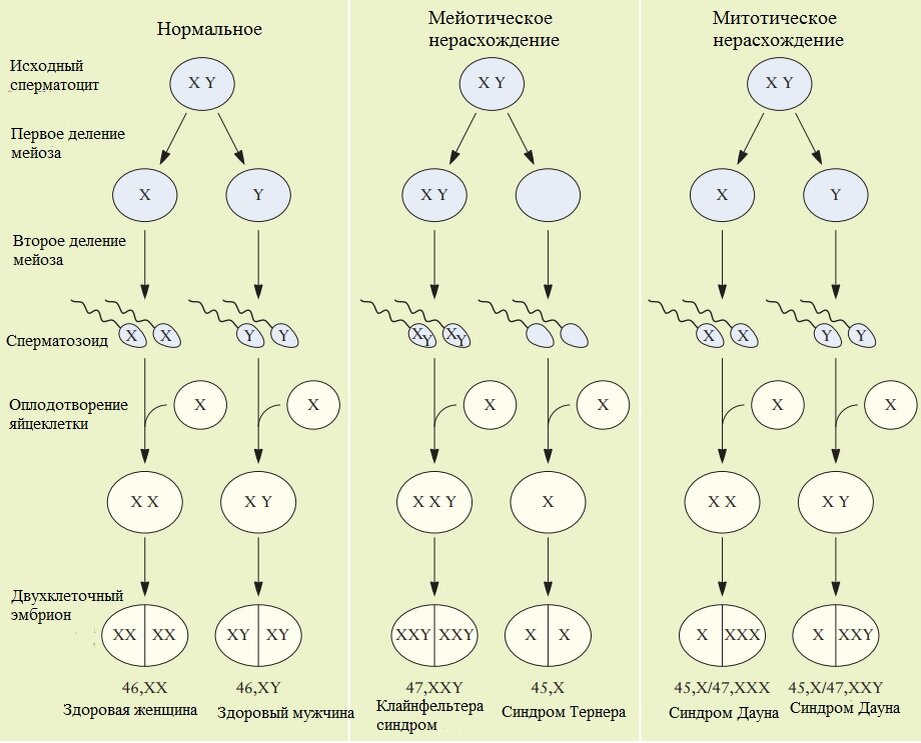 Нерасхождение хромосом в мейозе 1. Нерасхождение половых хромосом. Нерасхождение хромосом в митозе.