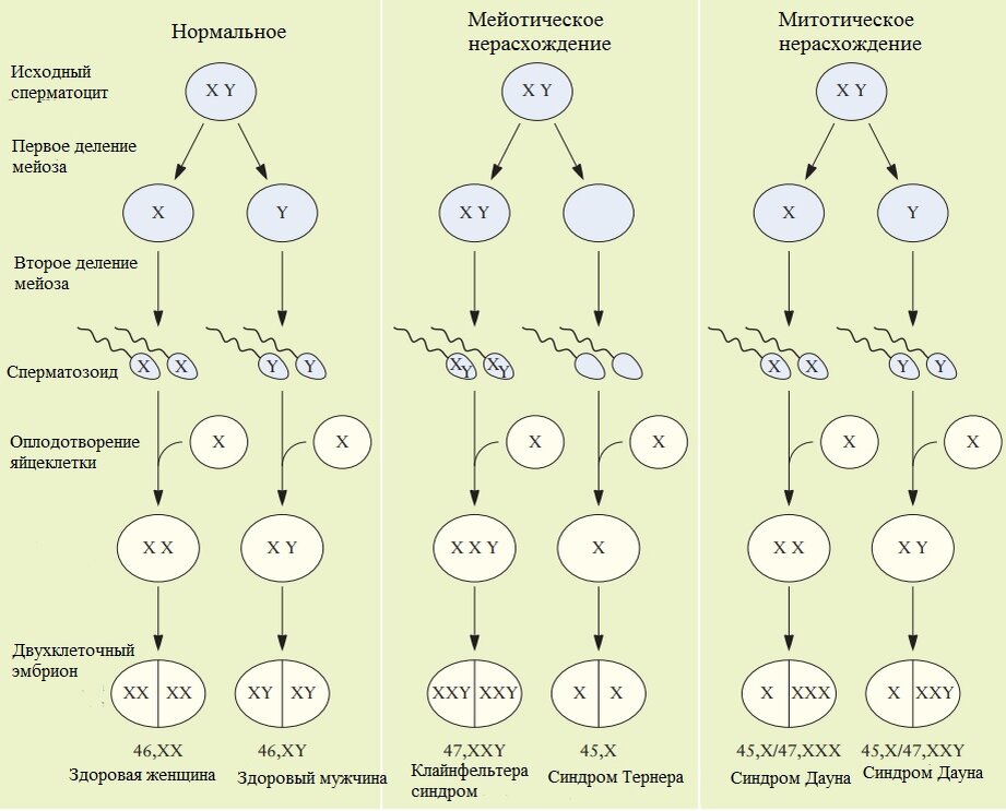 Нерасхождение половых хромосом. Нерасхождение хромосом в митозе. Геномные нерасхождение хромосом в мейозе