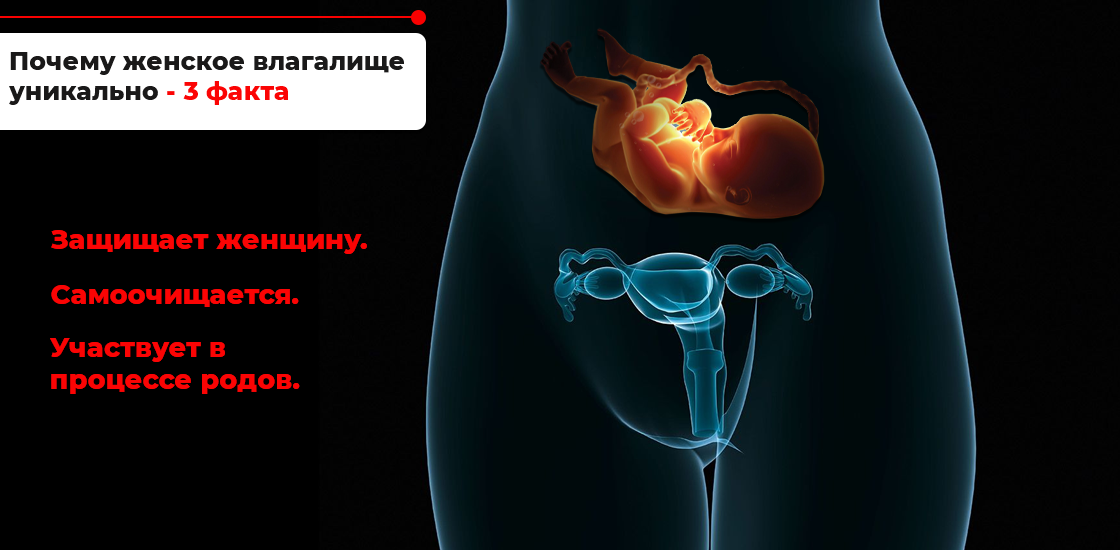 Анатомия женщины (строение женских половых органов) – полезные материалы intim-top.ru