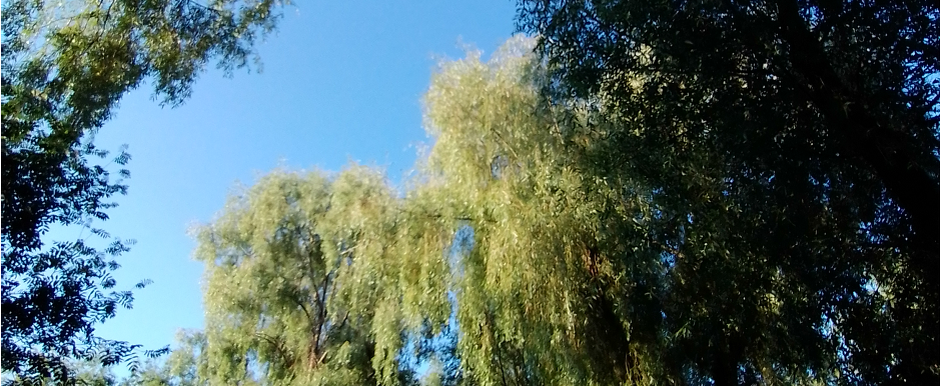 Простая жизнь