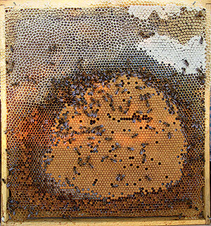 Из результатов промеров пластов сотов и анализа зимовки следовало, что удовлетворить требования медоносных пчел по концентрации корма, расплода и их самих в северной лесной зоне могут рамки следующих размеров: 500х500 мм (М.В.Лупанова), 435х470 мм (спаренная многокорпусная), 435х455 мм (полуторная стандартная).