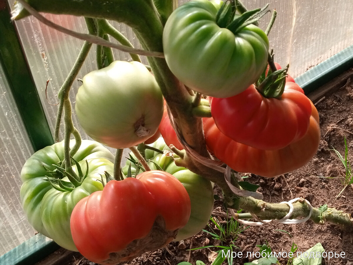 Характеристика сортов томатов. Что стоит за красочной картинкой и описанием  | Мое любимое подворье | Дзен