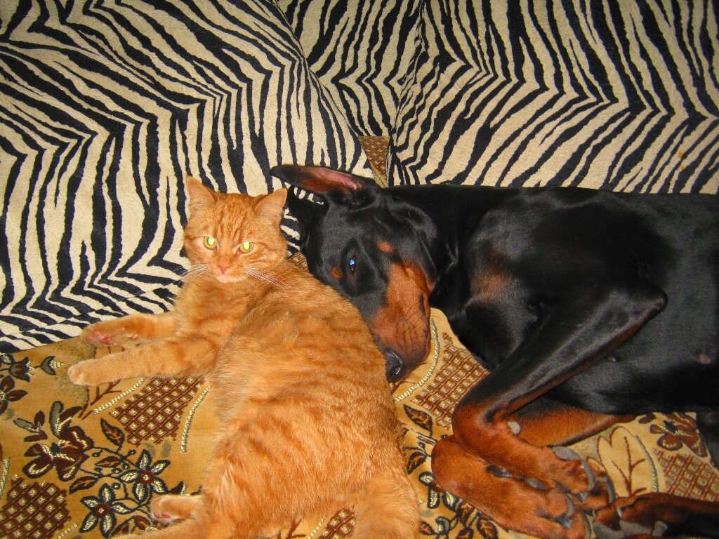 Зайка и Филя подружились сразу