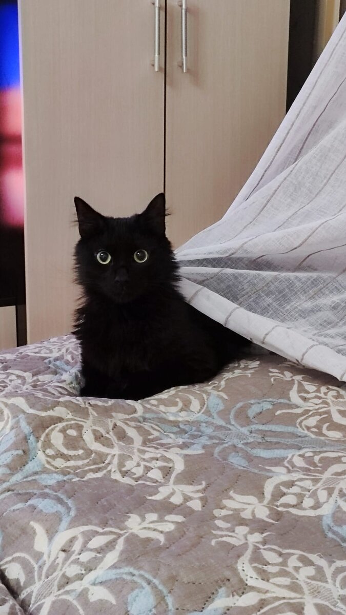 Очень любит играть со шторками,охотиться и нападать из-за них