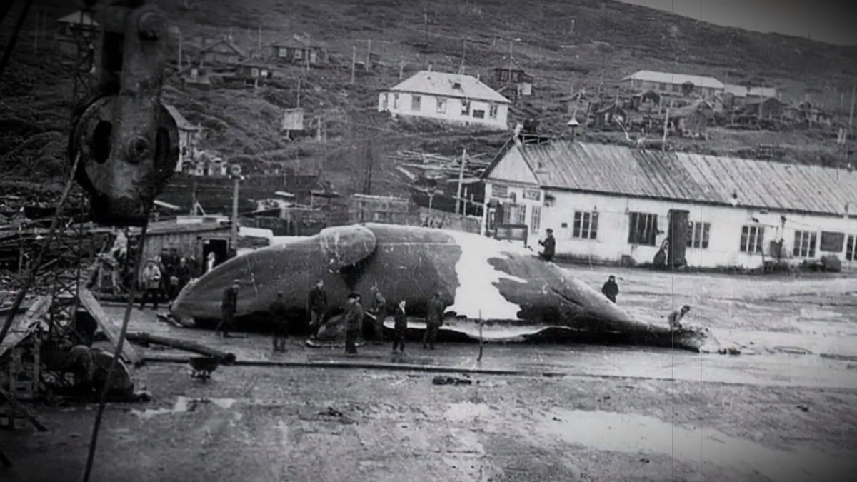 ЦУНАМИ Северо-Курильск 1952