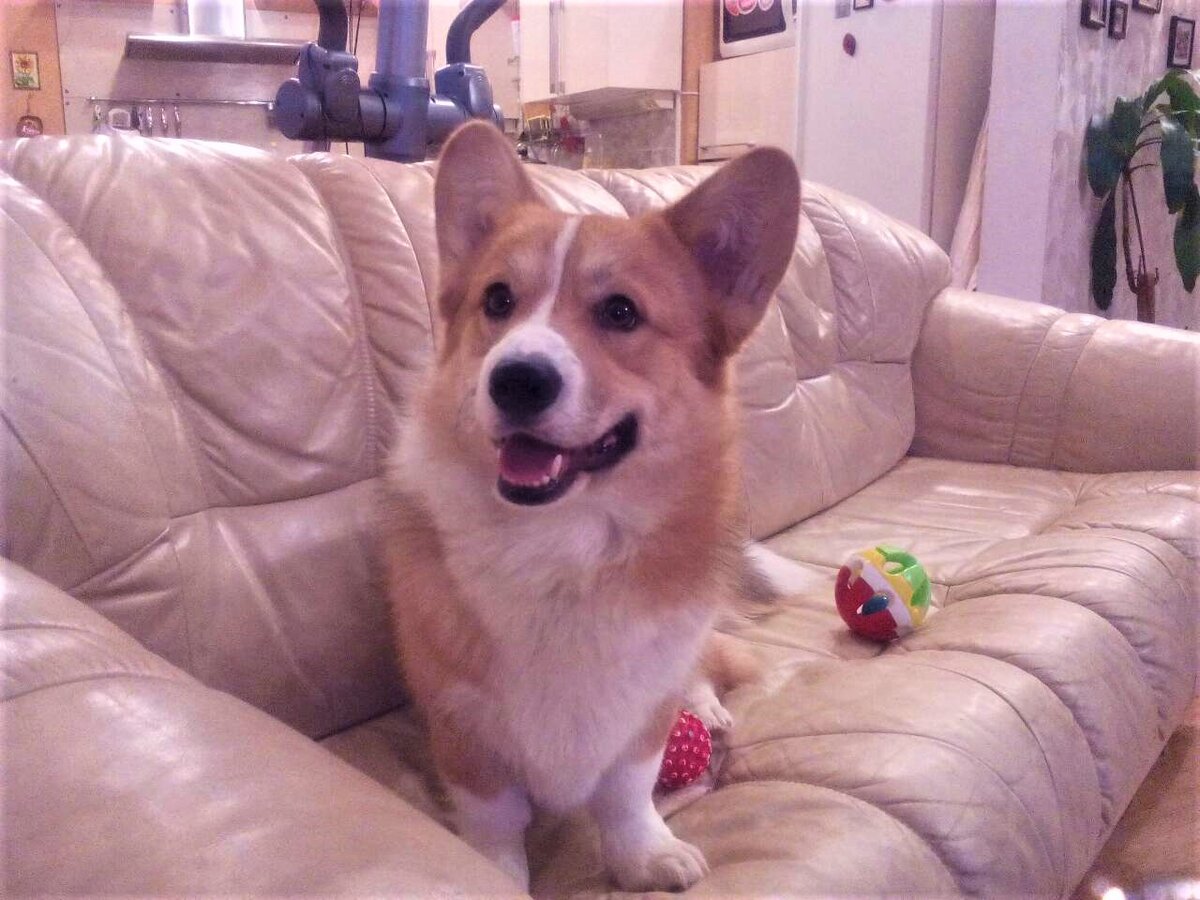 я работаю за письменным столом, а он играет на диванчике рядом, 