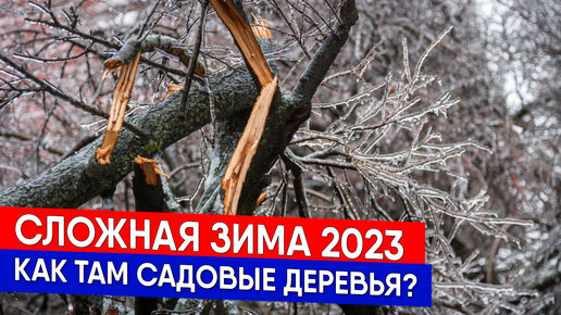 Сложная зима 2023 - как там садовые деревья?