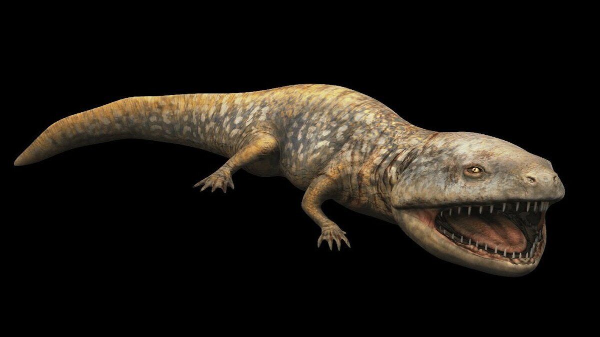 Кулазух. Зубастая саламандра.