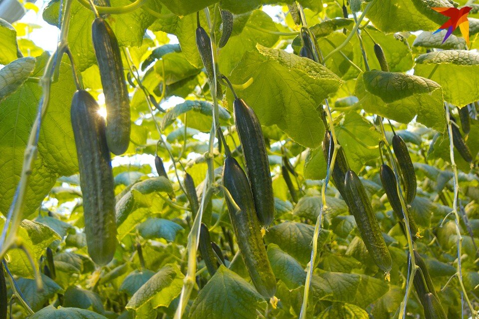     Глава МАРТ Богданов сказал, сколько терпеть шокирующие цены на огурцы по 16 рублей в Беларуси. Фото используется в качестве иллюстрации. Павел МАРТИНЧИК