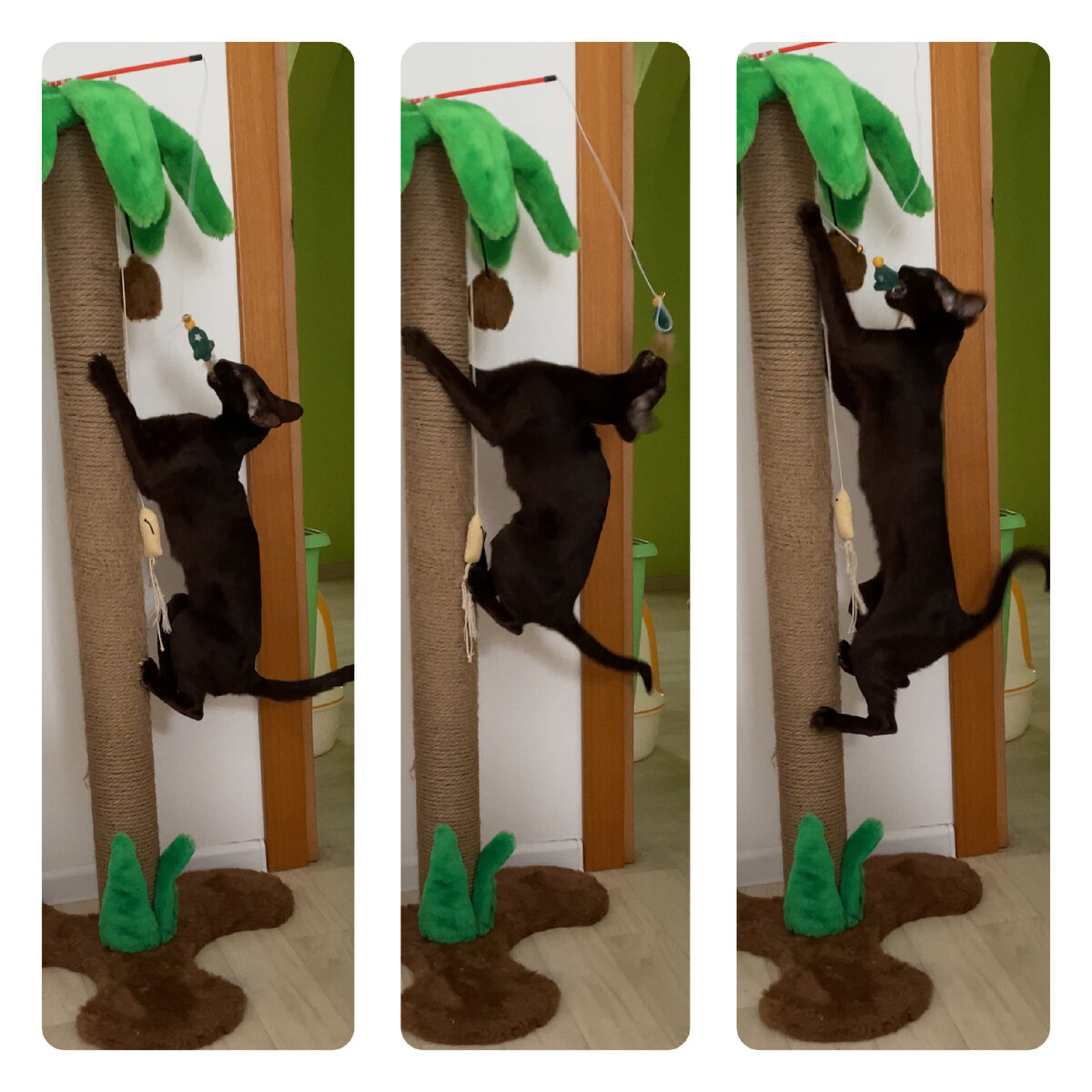 Без когтей играть было бы сложно😁