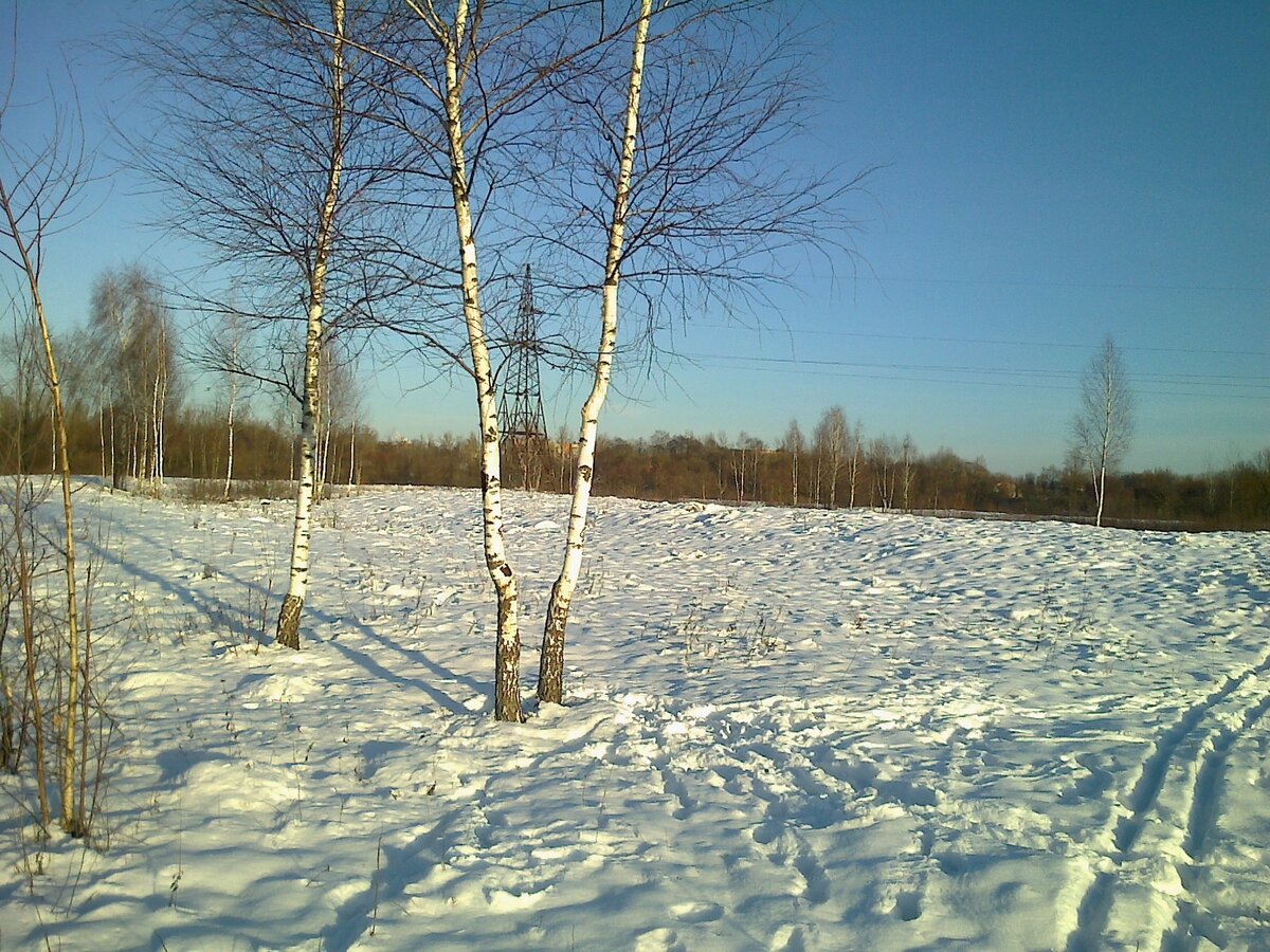 Свет берёз и синева