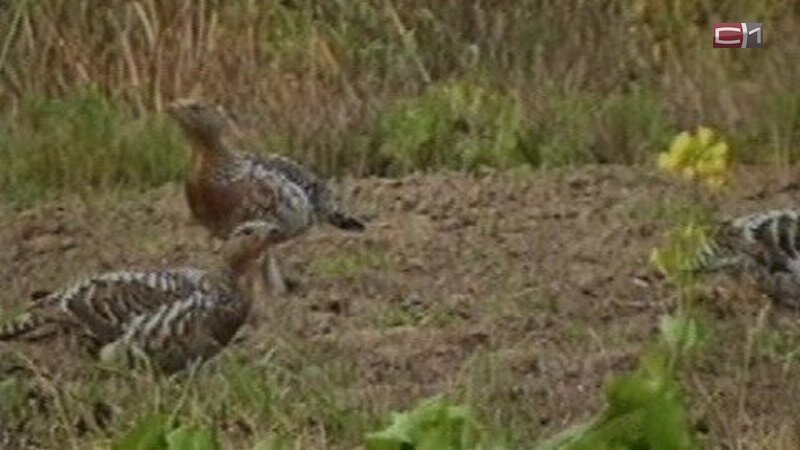    В Югре завешается сезон охоты на боровую дичь