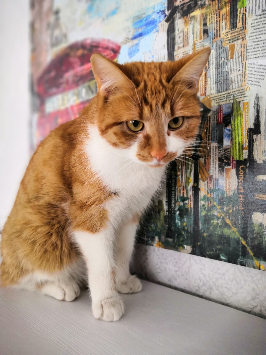 Знакомьтесь - это наша старшенькая, рыже-белое солнышко. Имя у неё такое же сладкое, как и сама кошечка, - Ириска.