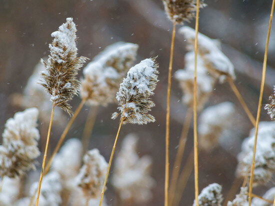     Фото: Дмитрий Куткин