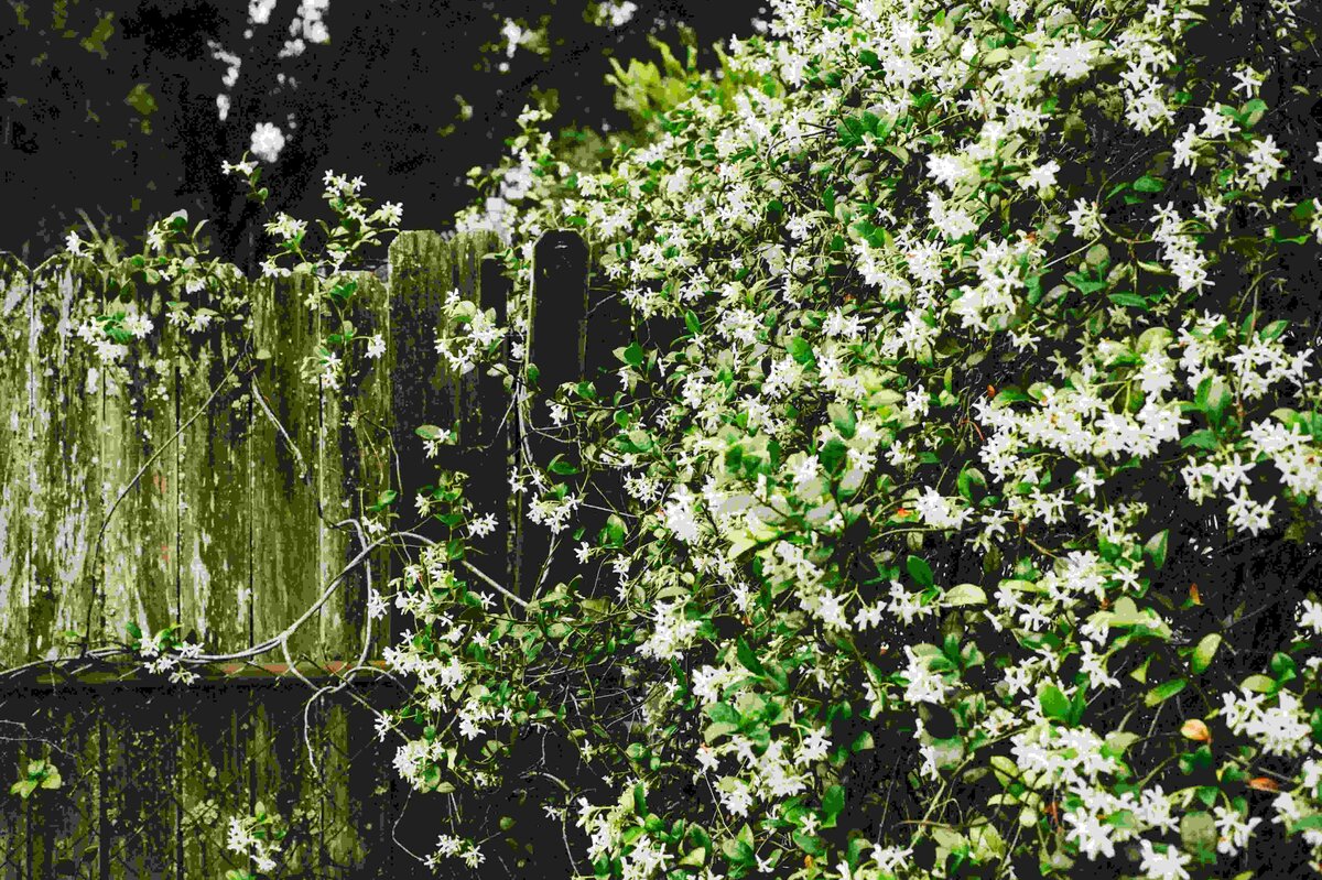     Как вырастить настоящий жасмин