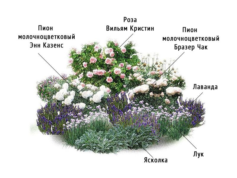 Схема посадки пионов на клумбе расстояние