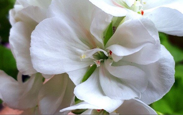 Smart White сейчас цветё. даже черенки начали цвести в феврале.