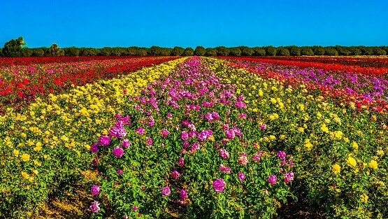 Не рвите цветы, не рвите, Пусть будет прекрасной Земля! А вместо букетов дарите Васильковые, незабудковые и ромашковые поля!
