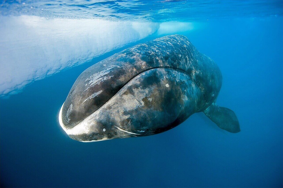 Из-за шума в Арктике киты стали громче кричать, а треска покидает ареалы обитания. Есть ли решение проблемы шумового загрязнения?